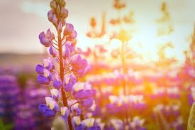 Suðurnesjabær óskar eftir að ráða öflugan liðsmann til að sinna starfi gæða- og verkefnastjóra.